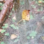 IMG_20200915_091333